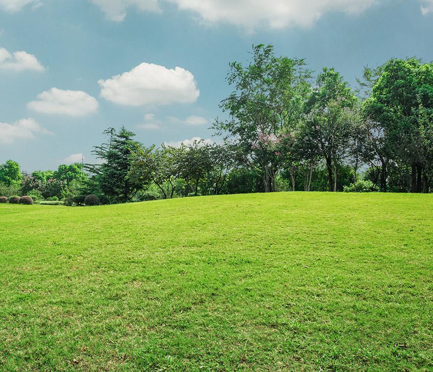 Sunrise in beautiful park